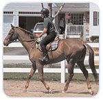 Tekscan tryckmätning för hästsadlar